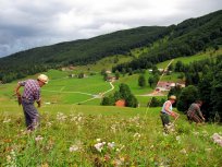 Košnja po starem na Vodicah 