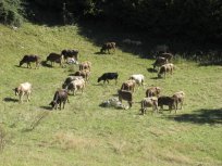 Sem in tja boste na Gori še uzrli domače živali, ki se prosto pasejo po prostranih pašnikih. 